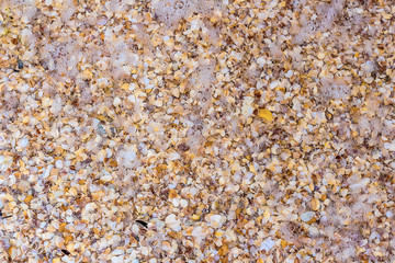 Sea shells on sand as background
