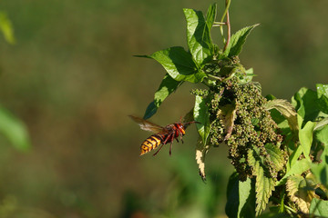 A bee killer hornet in flight in front of green leaves and blurred background