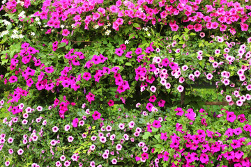 Viele Petunien in verschiedenen Farben, Petunia
