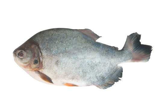 Pacu fish isolated on white background