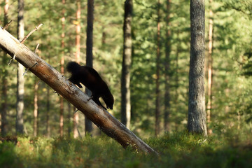 wolverine climbing on fallen tree. wolverine silhouette