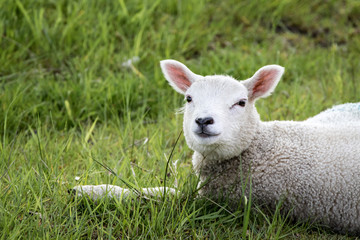 Fototapeta premium cute lamb