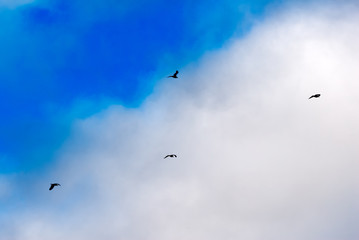 Seagulls silhouettes flying under sunset beautiful clouds