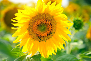 Bright yellow sunflowers and sun. Sunflower field