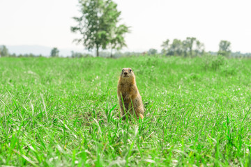 Gopher standing and starring on meadow