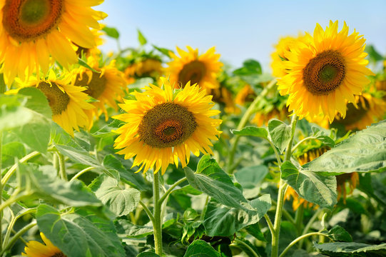Bright yellow sunflowers against a background of blue sky on a sunny day
