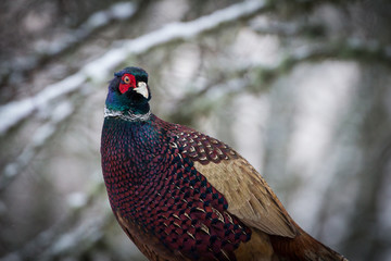 Pheasant 