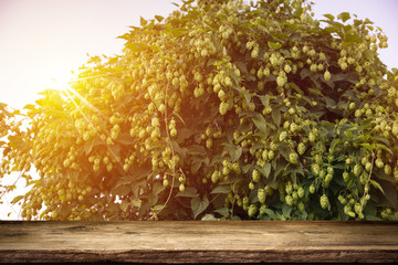 blurred background of hop plantation and sun light and desk