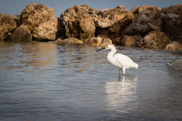 White snowy egret
