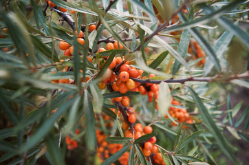 branch of orange sea buckthorn berries