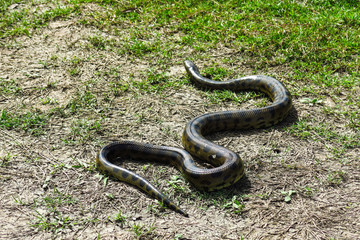 Green anaconda (Eunectes murinus)
