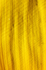 texture of petal yellow