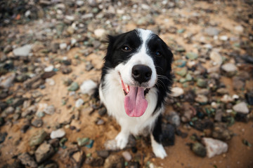 Cute dog sitting and looking at camera outdoors