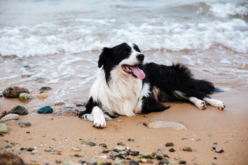 Cute dog lying on the beach