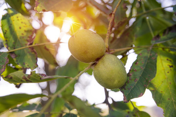 Walnut kernels and whole walnuts on rustic old wooden table
