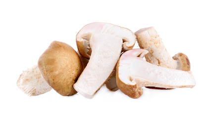 oyster mushrooms on white background