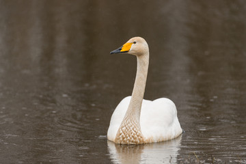 Singschwan, Whooper swan, Cygnus cygnus