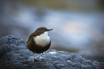 White-throated Dipper