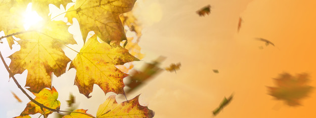 Herbstlicher Hintergrund mit Blättern und Textfreiraum