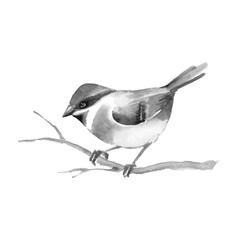 Bird on branch. Watercolor painting. Black and white illustration. Isolated