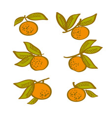 orange hand drawn element. tangerine citrus vector illustration