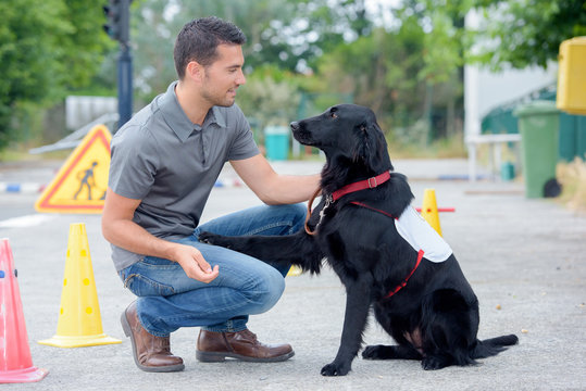 Dog Trainer In Street