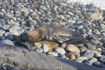 Skinny dying South American sea lion get out on rocks coast in Lima due to El Niño
