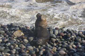 Skinny dying South American sea lion get out on rocks coast in Lima due to El Niño