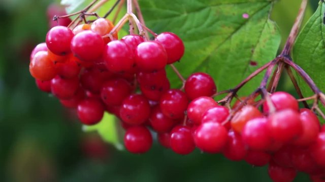 Viburnum opulus ripe red berries closeup