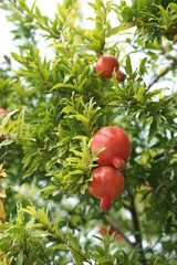 Гранаты спеют на дереве