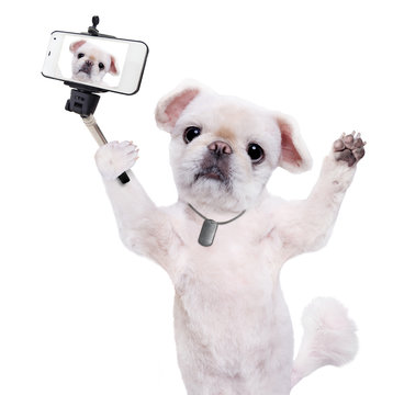 Dog taking a selfie with a smartphoner. Isolated on the white.