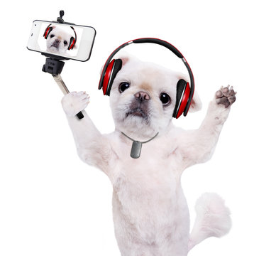 Dog headphones taking a selfie with a smartphoner. Isolated on the white.
