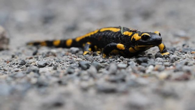 Fire Salamander (Salamandra salamandra ssp. terrestris ) on a sandbar in the Ilse mountain stream, in the Harz, in Saxony-Anhalt / Germany