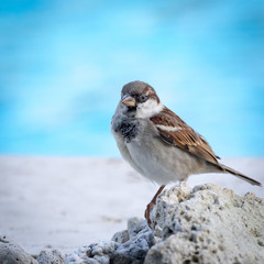 Bird by the pool