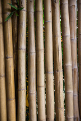 The yellow bamboo