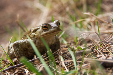 green frog sitting in the dry grass