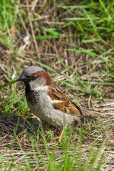 brown sparrow sitting in the green grass