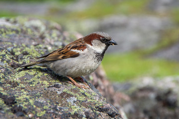 Obraz na płótnie Canvas brown sparrow sitting on a gray stone