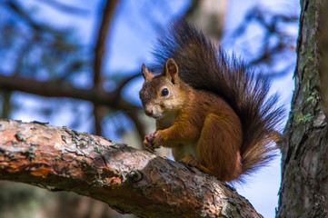 squirrel sitting on the branches of a coniferous tree