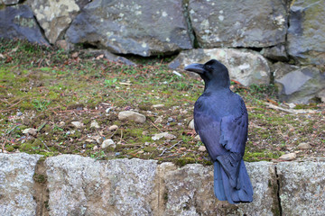 Raven