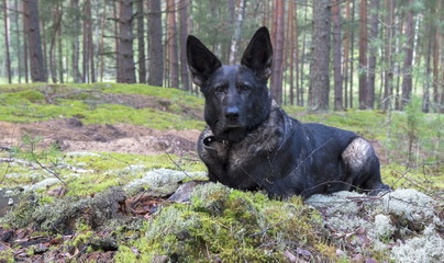 Black dog in the moss