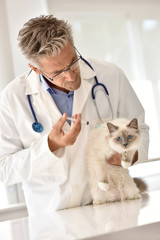 Veterinary injecting vaccine to cat