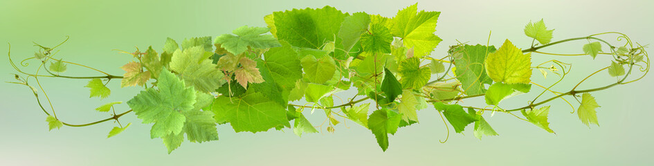 pampres et vrilles de vigne