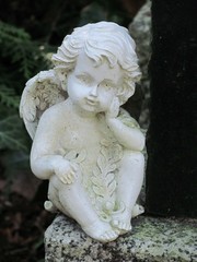 Engel