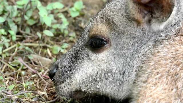 Australian Wallaby close up