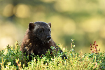 wolverine portrait in forest