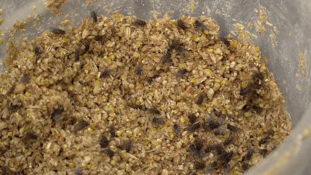 The flies swarm over the forage. The flies in a bucket of feed