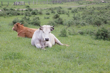The cows lying on a green grass on a meadow
