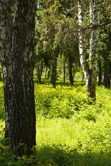 spring forest with birch trees