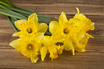 spring flowers yellow Narcissus